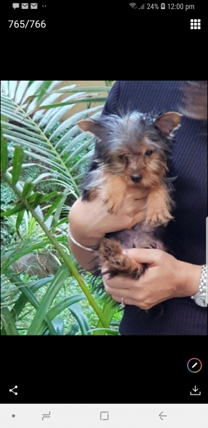 Teacup yorkshire terrier male pup available