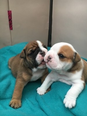 English Bulldog Puppies For Sale