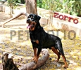 2.5 Years Rottweiler Male Champion Breed for Stud in Hyderab