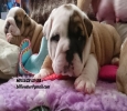 Beautiful  English Bulldog Solid 