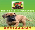 DOG PUPPIES & ALL BREEDS; THE PETS PARK ;9021644447