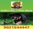 DOG PUPPIES & ALL BREEDS; THE PETS PARK ;9021644447