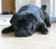 Pug Dog Breed Information