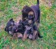 German Shepherd Dog Breed Information