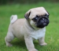 Pug Dog Breed Information