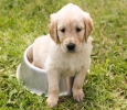 Labrador Retriever Dog Breed Information