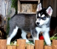 Sweet Siberian Husky Puppies