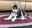 Sweet Siberian Husky Puppies