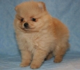 Adorable Teacup Pomeranian Puppies Available