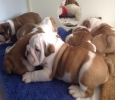 REGISTERED PUREBRED ENGLISH BULLDOG PUPP